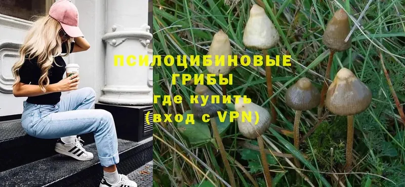 Галлюциногенные грибы Psilocybe  Лесосибирск 